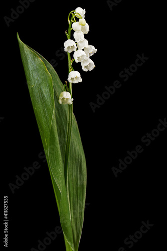 White flower of lily of the valley, lat. Convallaria majalis, isolated on black  background
