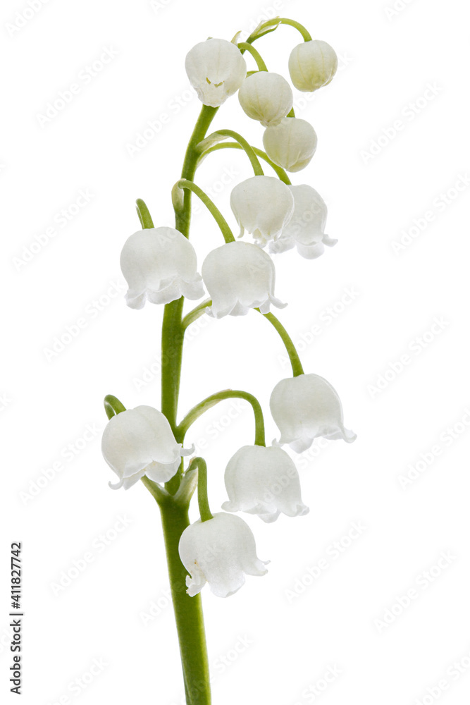 White flowers of lily of the valley, lat. Convallaria majalis, isolated on white background