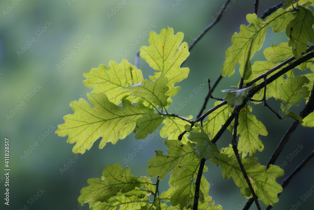 Eichenlaub Eichenblätter am Baum 2020167 Quercus Eichenlaub Eichenblätter am Baum 2020167 Quercus