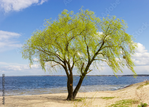 Fototapeta Naklejka Na Ścianę i Meble -  Single old willow with young foliage on reservoir sandy shore
