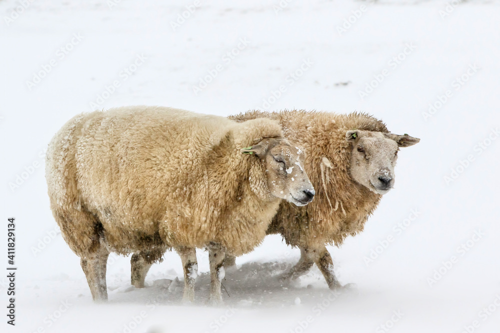 Naklejka premium Sheep standing in a cold white winter landscape with snow in the Netherlands