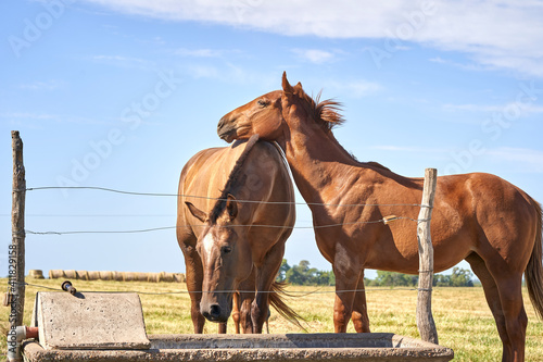Horses drinking water in the field