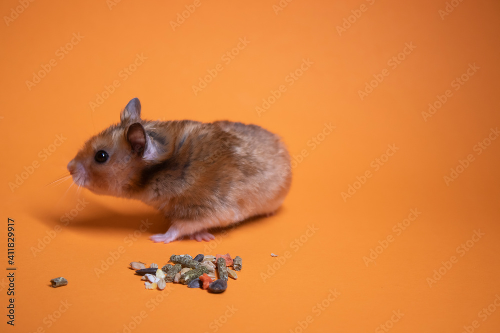 brown hamster mouse eating food for rodents isolated on orange background. pet, pest brown hamster mouse eating food for rodents isolated on orange background. pet, pest