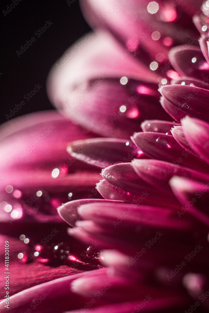 pink flower with drops pink flower with drops