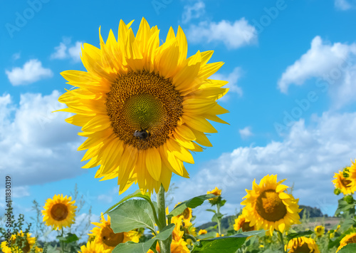 Insect, Farm, Germany - The bloom of a bright yellow sunflower is visited by a bumblebee in a field near Marburg on a day in autumn.