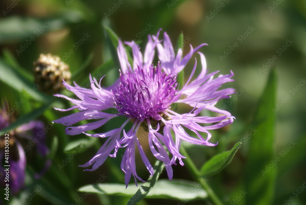Flockenblume Wiesenflockenblume Blüte einzeln 2020197 Flockenblume Wiesenflockenblume Blüte einzeln 2020197