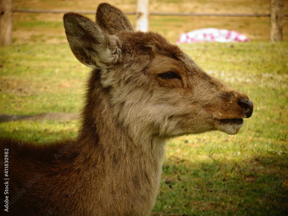 Fototapeta premium [Japan] Close-up of the profile of a deer relaxing in Nara Park (Nara)