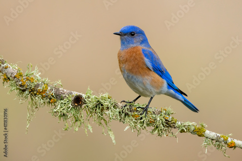 Obraz na płótnie Western Bluebird, Sialia mexicana w salonie