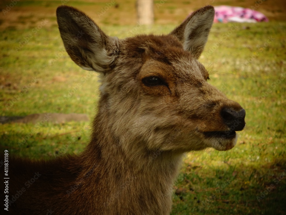 [Japan] Close-up of the profile of a deer relaxing in Nara Park (Nara)