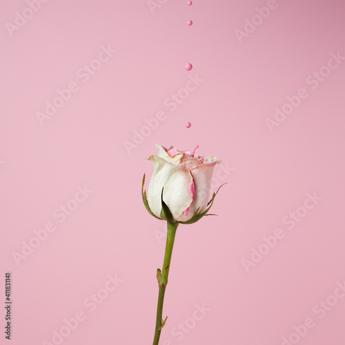 Fototapeta Naklejka Na Ścianę i Meble -  Creative spring layout made of rose flower with dripping pink paint on pastel background. Minimal bloom, blossom or floral concept. Summer exotic background with copy space.