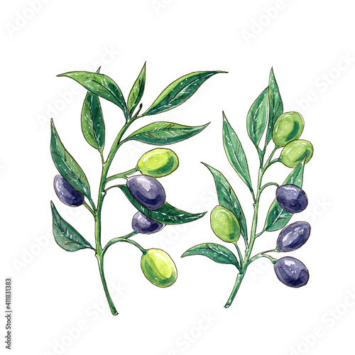 Olive twigs. Watercolor sketch