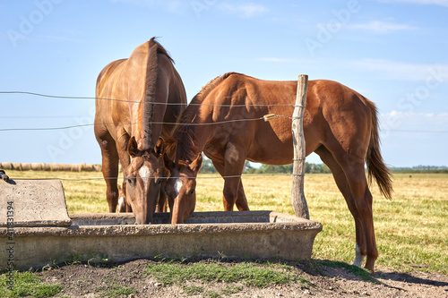Horses drinking water in the field © RAOTA