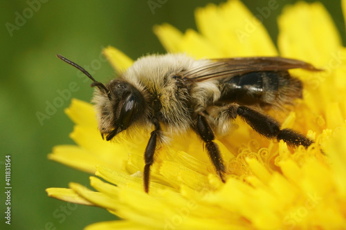 Macro of a female grey mining bee , Andrena vaga , on dandelion photo