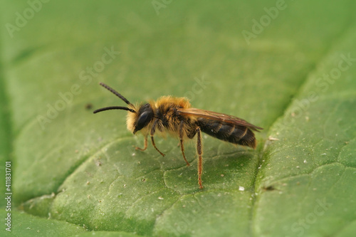 Close up of a male Orange tailed mining bee , Andrena haemorrhoa photo