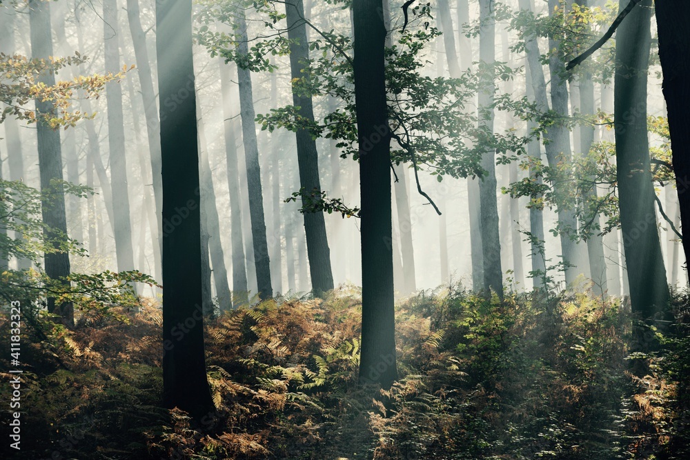 Fototapeta premium morning in the forest