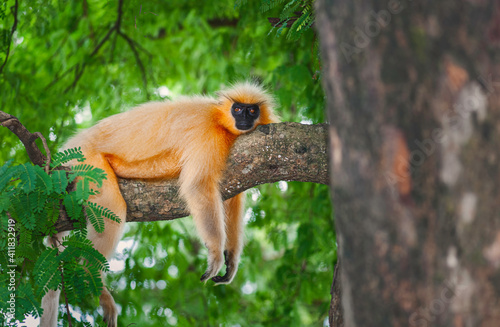 Gee's Golden langur resting on a tree branch, Guwahati, Assam, India.