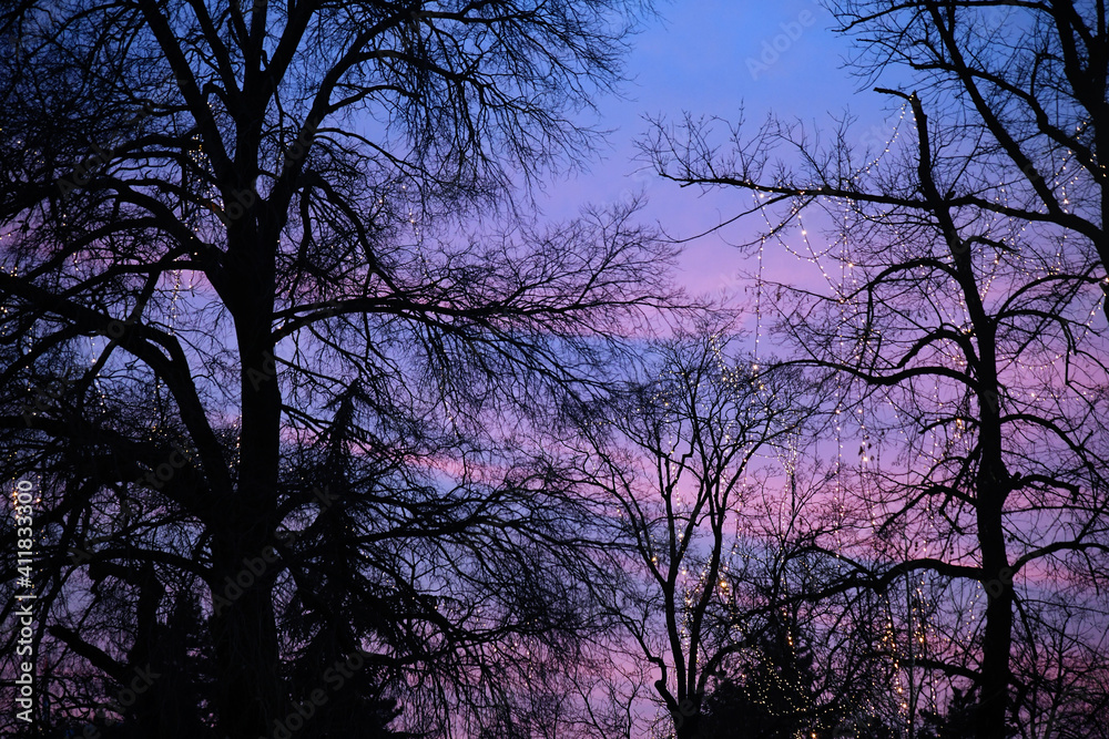 Winter sunset, a beautiful silhouette of bare branches on a pink blue sky. Winter sunset, a beautiful silhouette of bare branches on a pink blue sky.