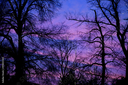 Winter sunset, a beautiful silhouette of bare branches on a pink blue sky. 