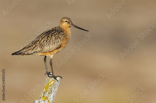 Eastern Bar-tailed Godwit, Limosa lapponica baueri or anadyrensis photo