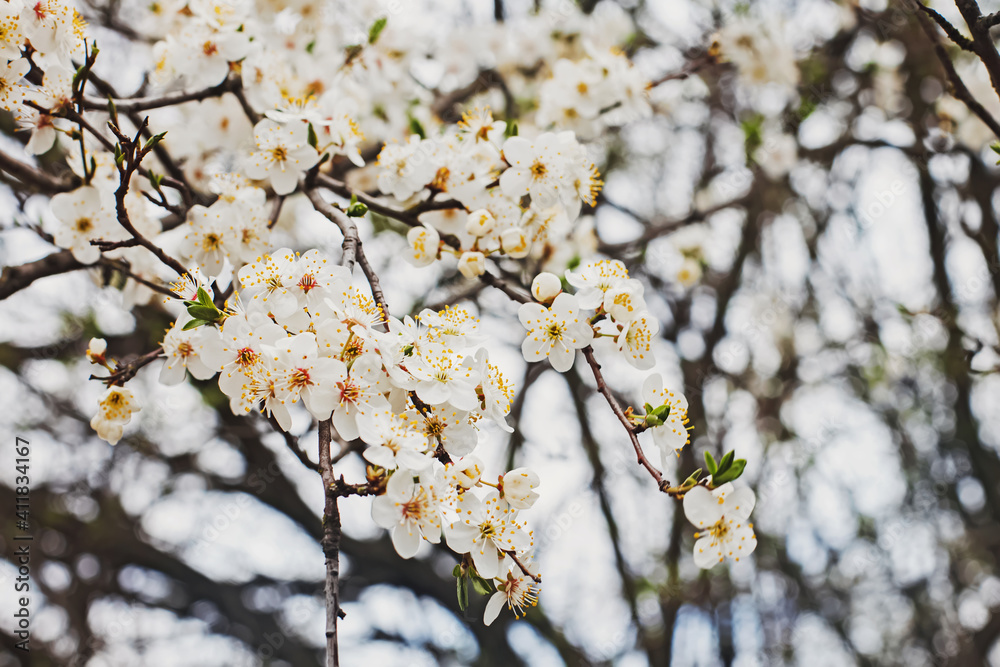 Obraz premium White spring flowers on a tree branch close-up