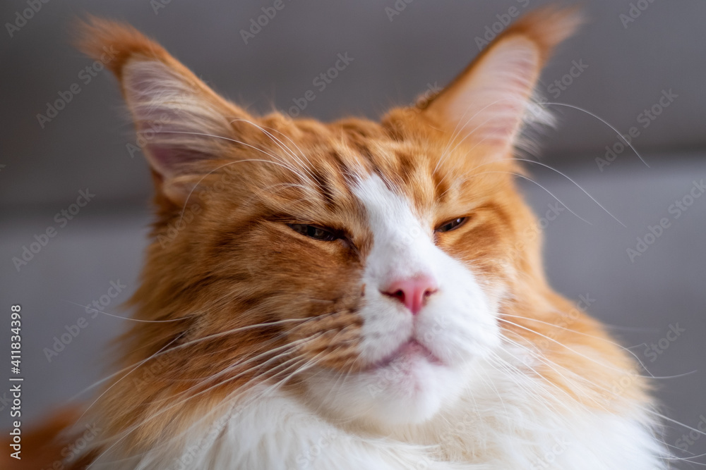 red maine coon cat close up