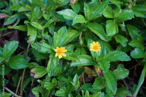 Yellow Dot Wedelia, Yellow wild flowers with green leaf -  アメリカ ハマグルマ