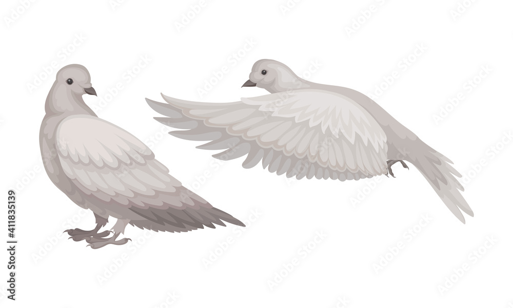 Obraz premium White Domestic Pigeon or Dove as Feathered Bird Vector Set