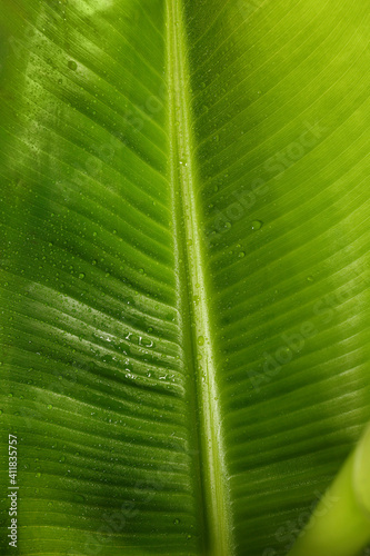 Fresh green banana leaf with water drops as background  closeup. Tropical foliage