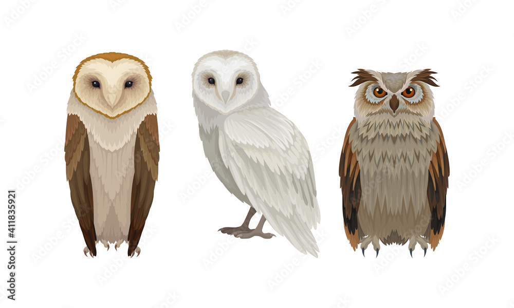 Different Species of Owls as Nocturnal Birds of Prey with Hawklike Beak and Forwardfacing Eyes