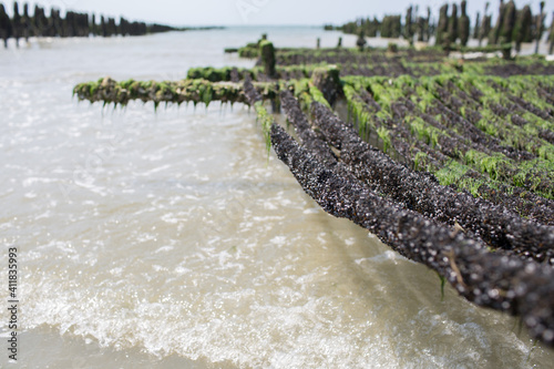 Mussel farm at Saint-Quentin-en-Tourmont, Somme, Hauts-de-France, France near Quend-Plage. We can see baby mussles on some ropes. Picture taken on July. photo