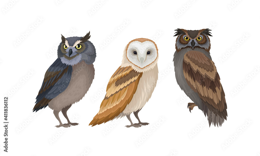 Obraz premium Different Species of Owls as Nocturnal Birds of Prey with Hawk-like Beak and Forward-facing Eyes Vector Set
