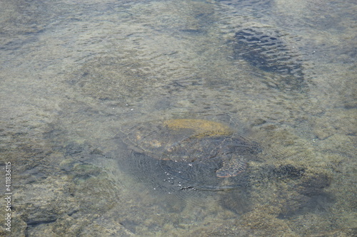 Sea turtle under water in Maui, Hawaii - ウミガメ マウイ ハワイ