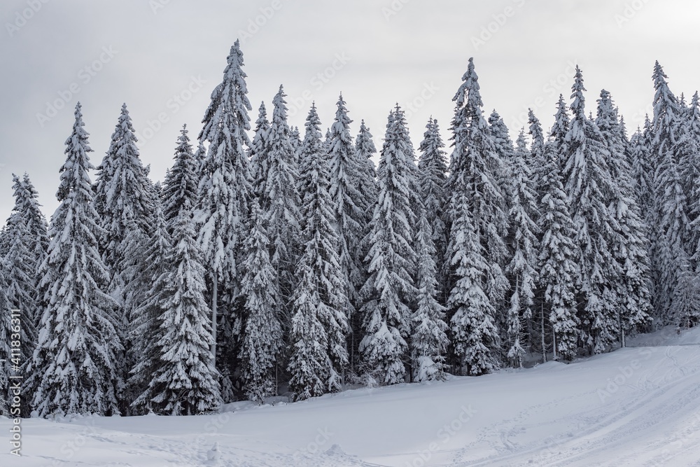 Beautiful winter landscape - pure white snow on the branches of evergreen trees in coniferous mountain forest. Snowy weather conditions. Natural snowy tree texture. Winter holidays relax and vacation