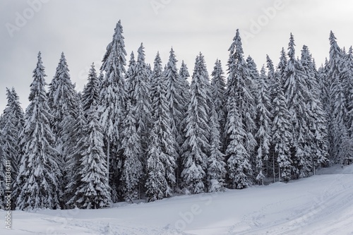 Beautiful winter landscape - pure white snow on the branches of evergreen trees in coniferous mountain forest. Snowy weather conditions. Natural snowy tree texture. Winter holidays relax and vacation