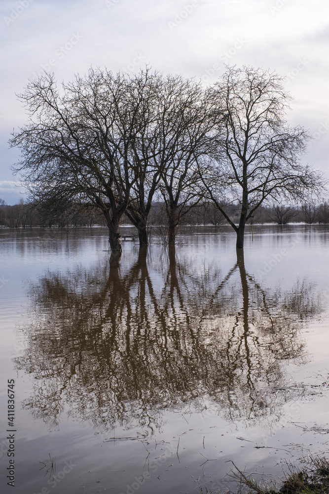 Reflection of trees in the flood on the Rhine near Oestrich-Winkel / Germany Reflection of trees in the flood on the Rhine near Oestrich-Winkel / Germany