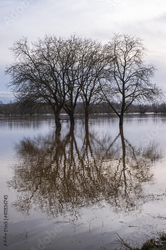 Reflection of trees in the flood on the Rhine near Oestrich-Winkel / Germany