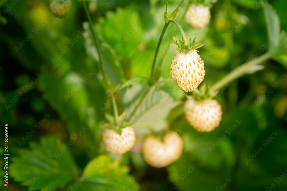 Beautiful juicy ripe berries of white strawberries on the bush of the plant in summer Beautiful juicy ripe berries of white strawberries on the bush of the plant in summer