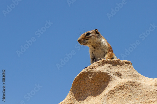 Barbary ground squirrel in its habitat on the island of Fuerteventura 