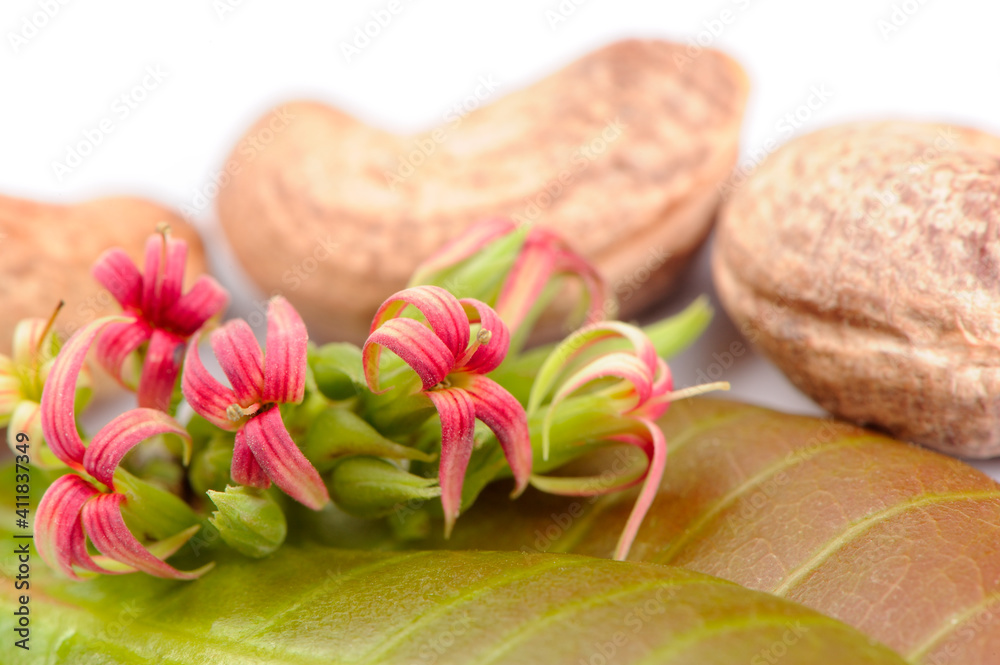 Cashew Flowers and Leaves with Nuts in Background Cashew Flowers and Leaves with Nuts in Background