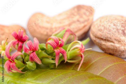 Fototapeta Naklejka Na Ścianę i Meble -  Cashew Flowers and Leaves with Nuts in Background