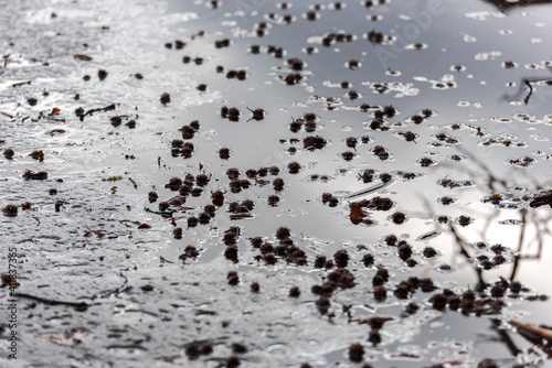 Pile of beechnuts lying on ice of frozen lake in winter