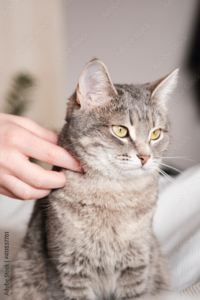 The gray striped cat lies in bed on the bed with woman's hand on a gray background. The hostess gently strokes her cat on the fur. The relationship between a cat and a person. World Pet Day