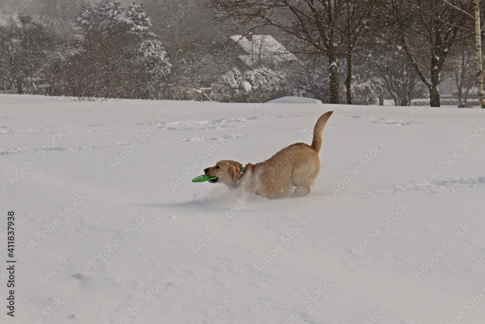 Labrador mit Frisbee im tiefen Schnee Labrador mit Frisbee im tiefen Schnee