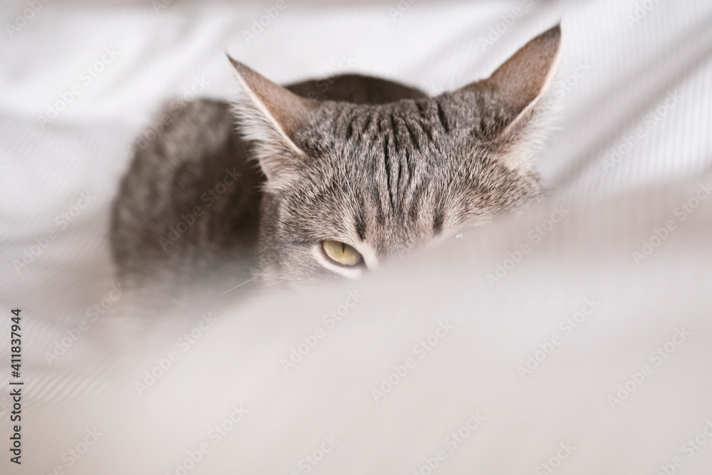 A domestic striped gray cat hiding behind a blanket. The cat in the home interior. Image for veterinary clinics, sites about cats. World cat day