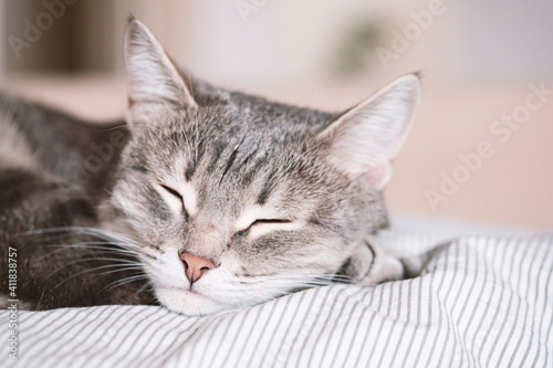A domestic striped gray cat sleep on the bed. The cat in the home interior. Image for veterinary clinics, sites about cats. World Cat Day © kseniaso