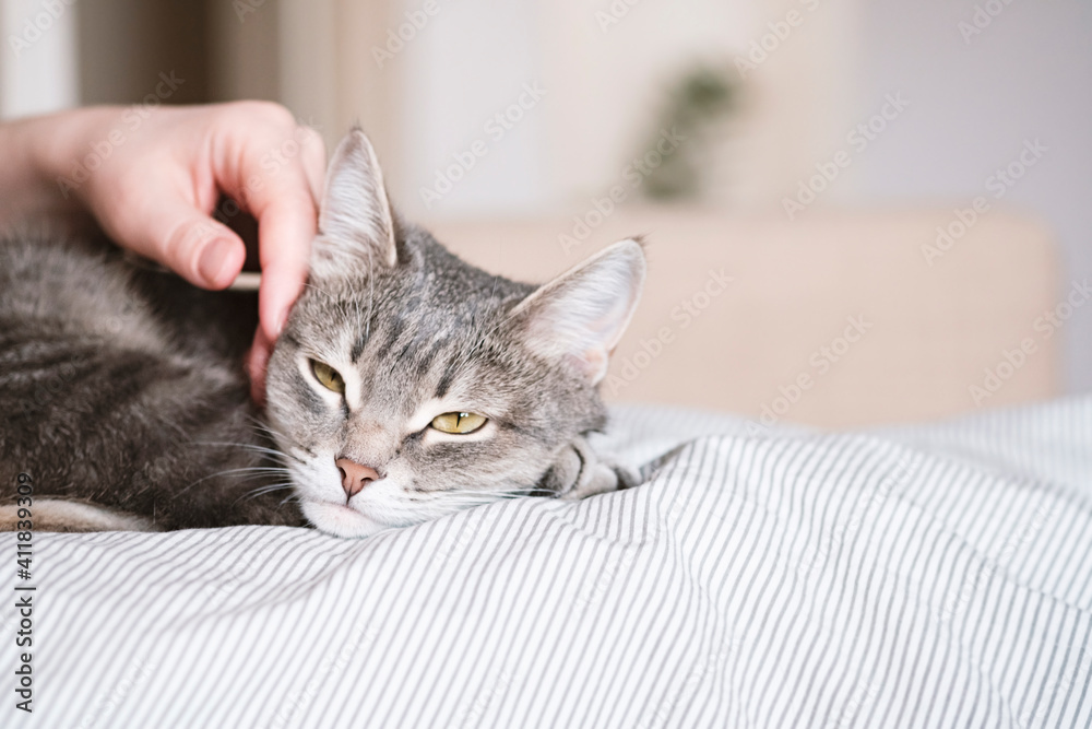 The gray striped cat lies in bed on the bed with woman's hand on a gray background. The hostess gently strokes her cat on the fur. The relationship between a cat and a person. World Pet Day