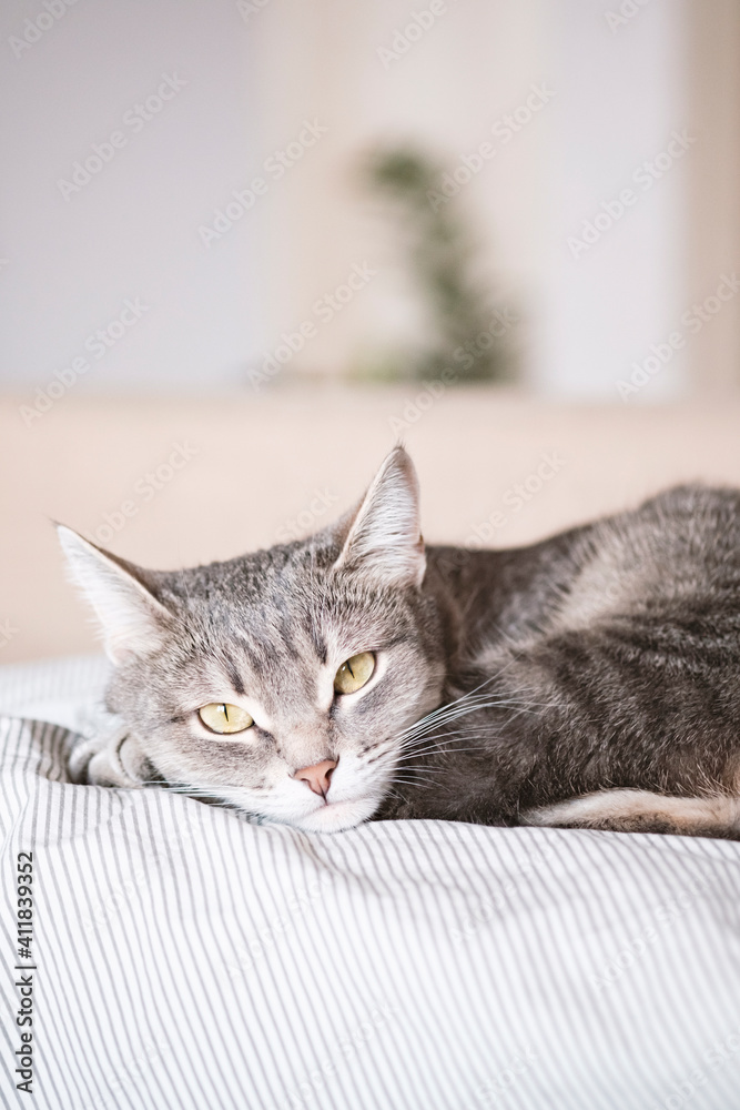 A domestic striped gray cat sleep on the bed. The cat in the home interior. Image for veterinary clinics, sites about cats. World Cat Day A domestic striped gray cat sleep on the bed. The cat in the home interior. Image for veterinary clinics, sites about cats. World Cat Day