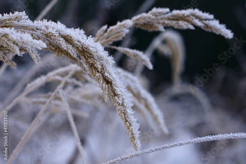 Close up of frozen pampas grass with snow and ice