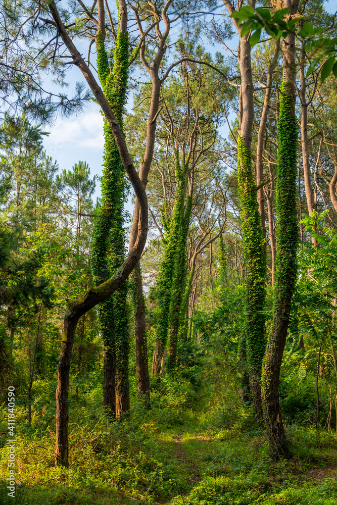 Tree trunks in a mixed forest covered with ivy Tree trunks in a mixed forest covered with ivy