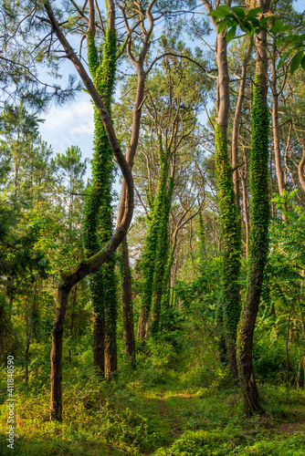 Fototapeta Naklejka Na Ścianę i Meble -  Tree trunks in a mixed forest covered with ivy